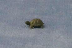 kleine Schildkrte small Tortoise