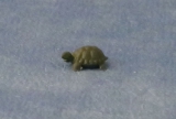 kleine Schildkr�te small Tortoise