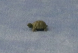 kleine Schildkröte small Tortoise