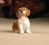 Scoobie the Brown & White Pup