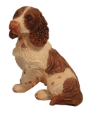 sitzender Springer Spaniel Sitting Springer Spaniel